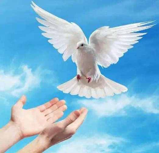 鸽子是和平,友谊,团结,圣洁的象征,和平鸽素材,喜欢的自取