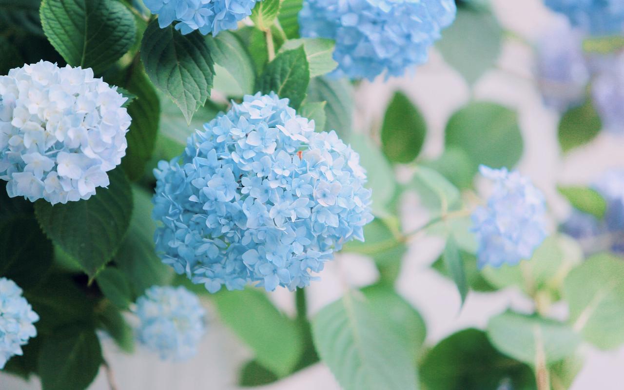 夏日小清新蓝色绣球花高清桌面壁纸