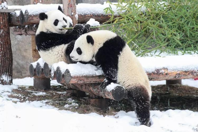 大熊猫居然有19个别名?