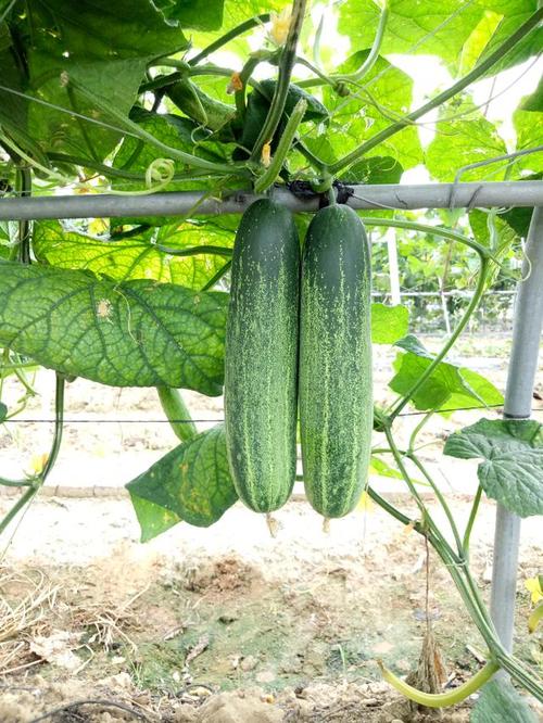 蔬菜实用栽培技术(第一章:瓜类)--黄瓜的温度要求及栽培技术