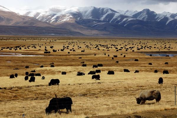 穿过宽广的羌塘大草原,牛羊满山坡下午5点半,来到藏北重镇那曲.