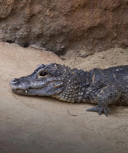 生活在长江流域的扬子鳄是我国特有的一种短吻鳄,也是世界上最小的