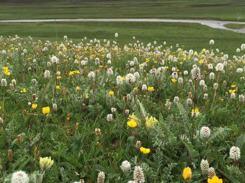 这些青海草原上的小野花,有人知道它们的名字吗?