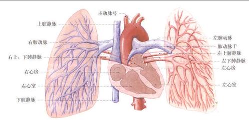 肺循环的血管 (模式图)