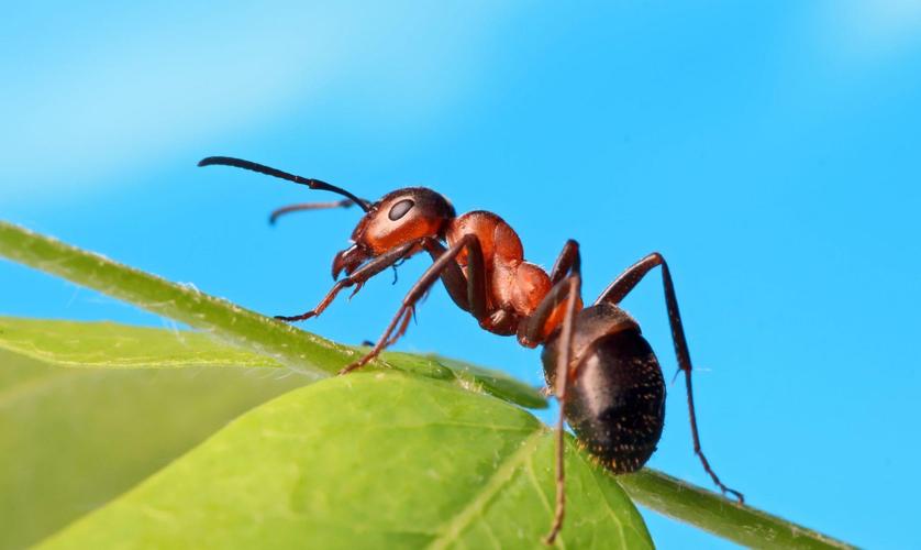 科学家发现一种物质可以将工蚁变成蚁后