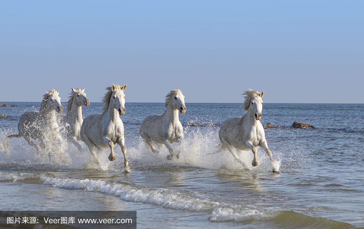 白马在海边奔驰