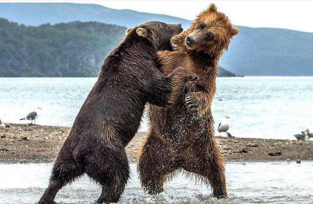 野外遇到棕熊爬树,跳水,都是绝对错误做法,除此,你别无选择
