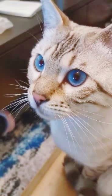 豹猫[超话]#雪豹的蓝眼睛,漂亮吗? 67
