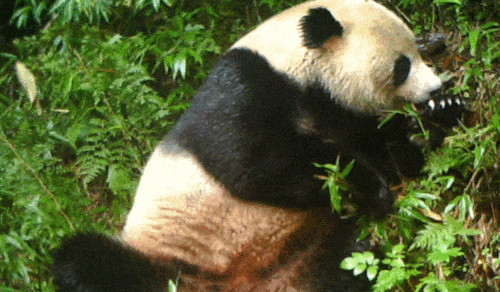 这只"滚滚"要当吃播?都江堰拍到野生大熊猫珍贵视频