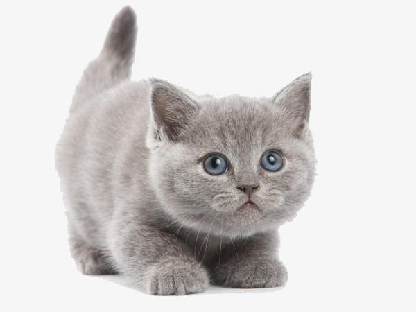 关键词 : 小猫,灰色小猫,可爱的小猫,小猫免抠素材
