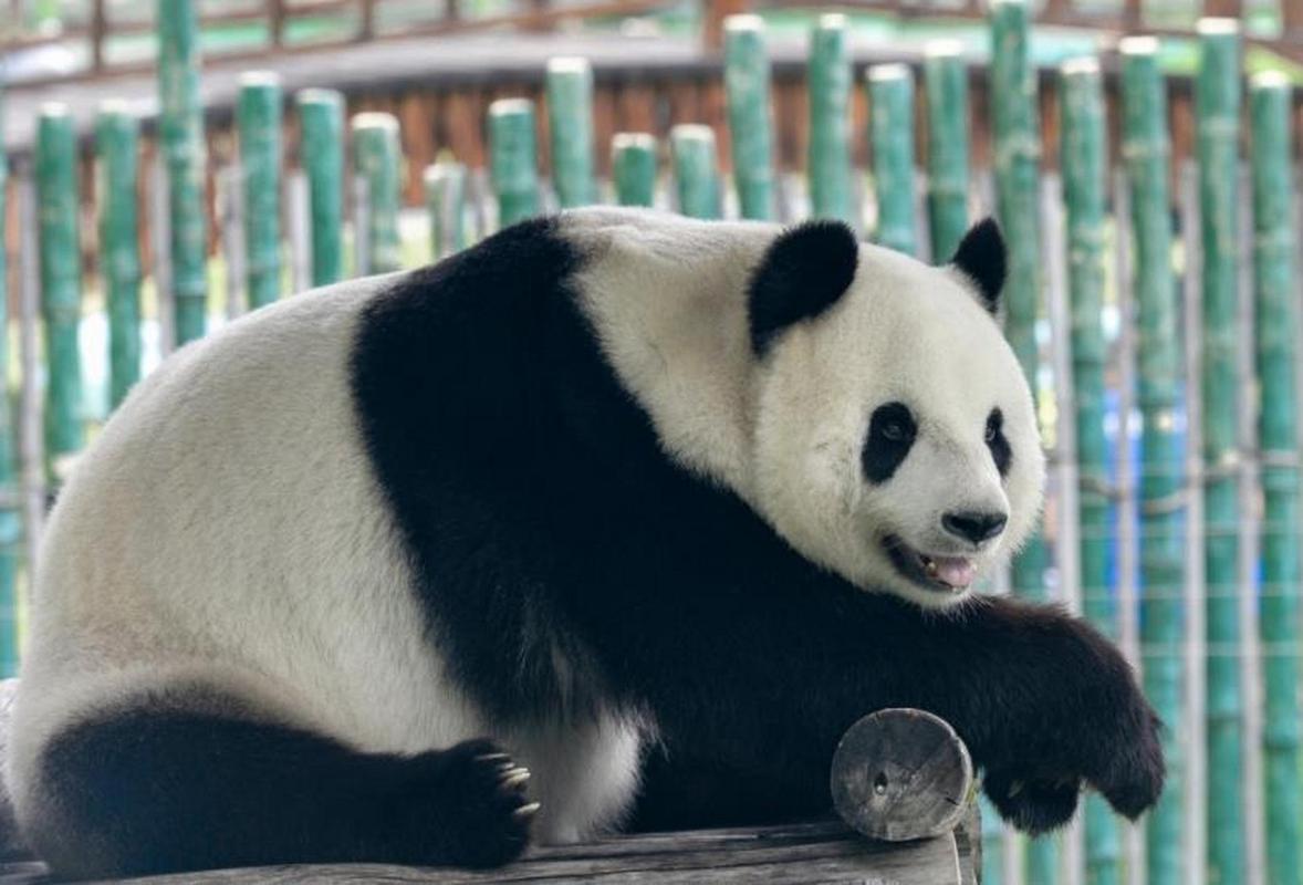 大熊猫思嘉将在8月12日迎来自己17岁的生日!