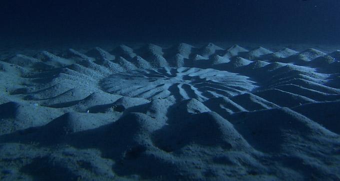 underwater crop circle-building pufferfish officiall