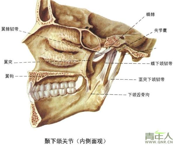  p>下颌骨分为体部及升支部,两侧体部在正中联合.