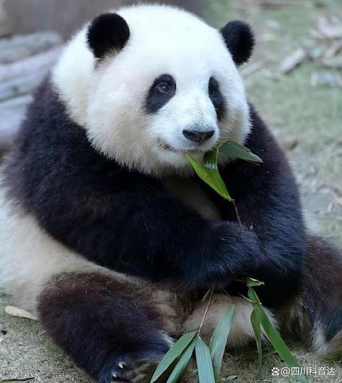 盘点人气大熊猫,哪个是你的心上熊?
