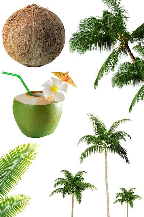 椰子椰汁椰子树绿植海边植物