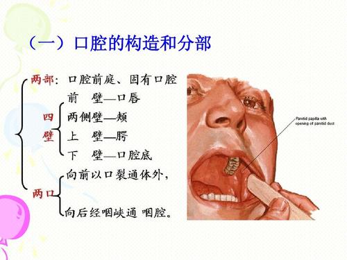 人体解剖学-消化系统 (一)口腔的构造和分部