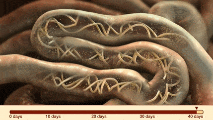 蛔虫,复孔绦虫等寄生虫感染,会引起狗狗肠道梗阻,蠕动紊乱,形成肠套叠