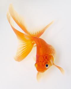 透明金鱼图片-透明金鱼素材-透明金鱼插画-摄图新视界