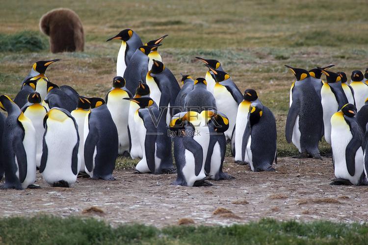 智利火地岛因努特尔湾的帝企鹅群照片摄影图片