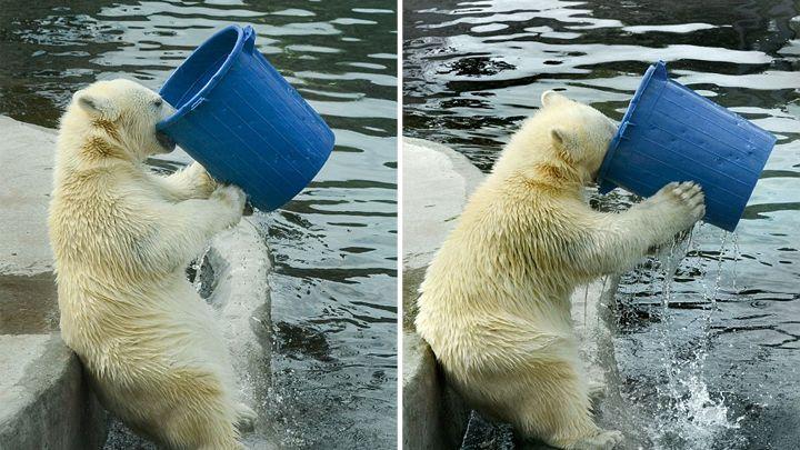 动物喝水的样子太搞笑了