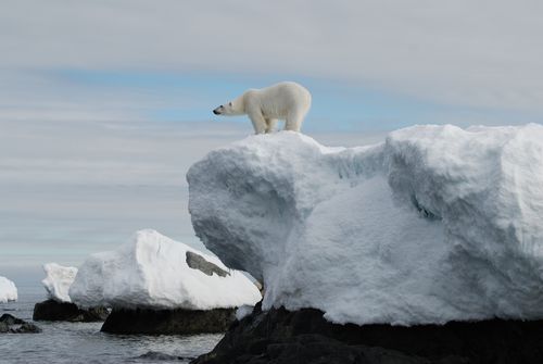 今年夏天,"地球冰箱"达到30度,北极熊"傻"了
