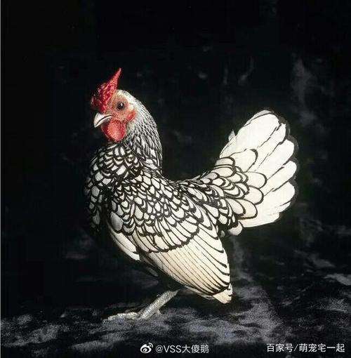 超自信,黑色的小鸡是波兰鸡哦,长大如图所示