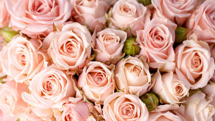 鲜花,玫瑰,花束,粉色玫瑰花,桌面壁纸