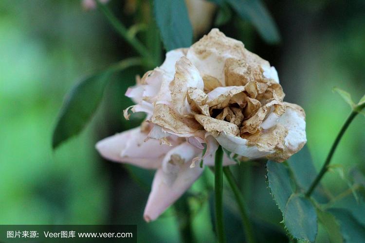 当地花园里的一种白色玫瑰,花瓣完全开放,花瓣枯萎,周围是深绿色的
