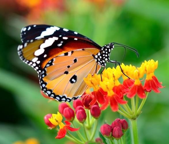 蝴蝶是自然界中最美丽的昆虫之一,它们不仅为我们的眼睛带来色彩和