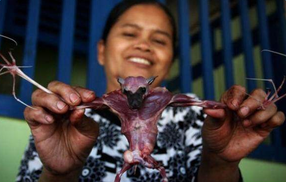 在印尼,同样有人爱吃蝙蝠,在当地盛产一种专吃水果的蝙蝠,据说肉质