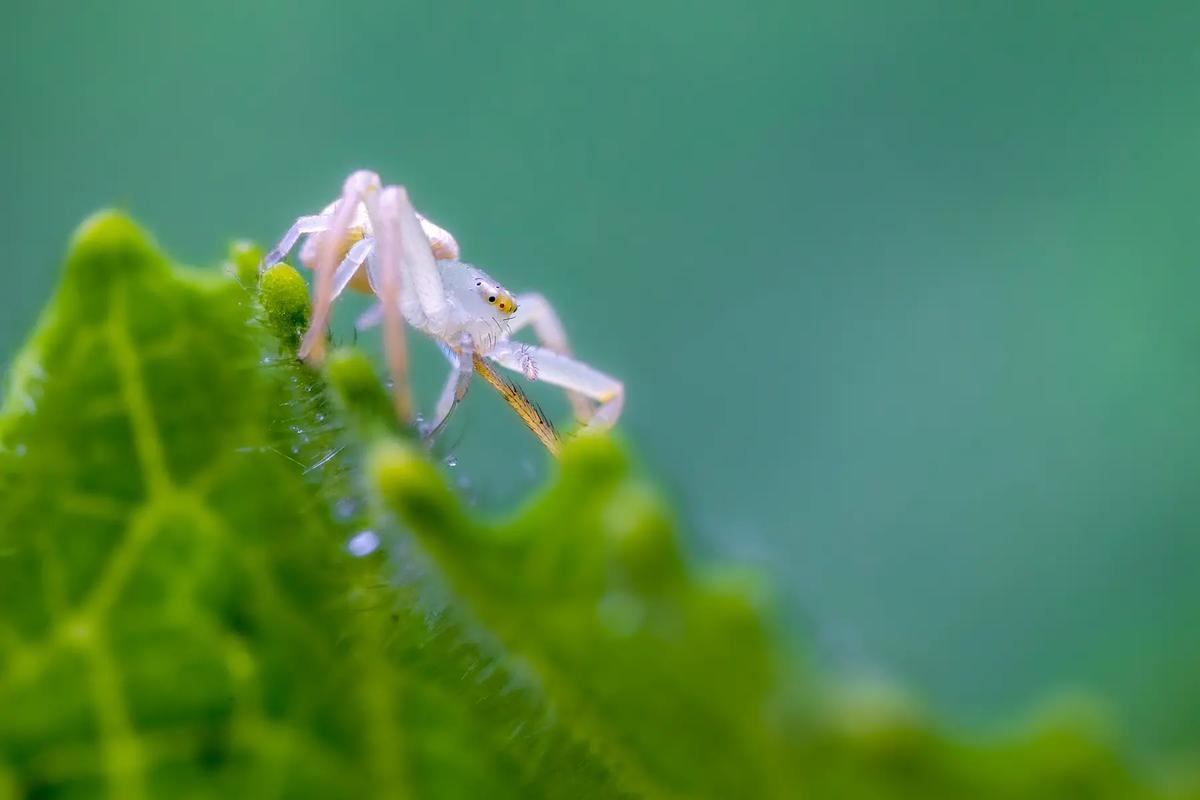 蟹蛛#镜头下的昆虫 .小精灵如一粒米的大小,一直跳动不停,蹲 - 抖音