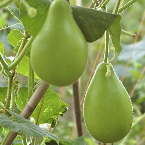 葫芦福建漳州新鲜食用蒲瓜瓠瓜农家种植蔬菜其它