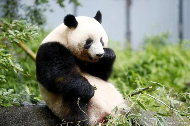 大熊猫一共就两个亚种,为啥秦岭大熊猫没有四川大熊猫名气大呢