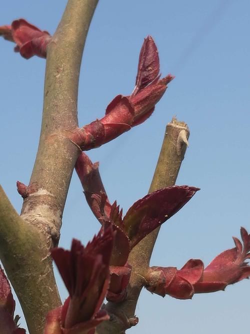 娇嫩的海棠树叶,形状犹如春笋;颜色红红的,好像含苞待放的花朵!