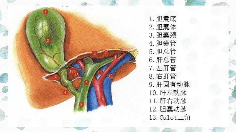胆囊解剖及常见疾病ppt参考课件