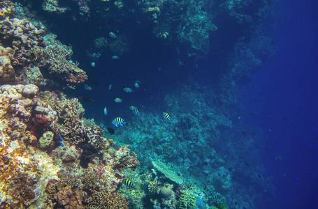 深海海底景观. 热带海岸的动植物. 珊瑚礁水下照片. 在热带潜水.