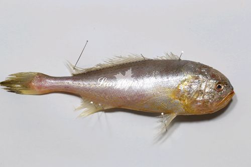 p5:棘头梅童鱼(collichthys lucidus)