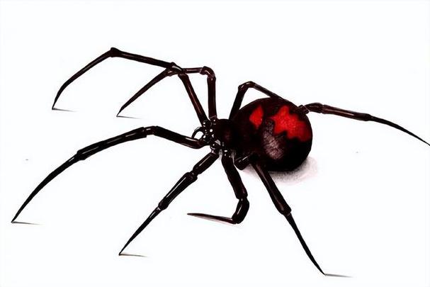 8种毒蜘蛛千万别碰,10种最吓人的蜘蛛有哪些(世界上最毒的5种蜘蛛)