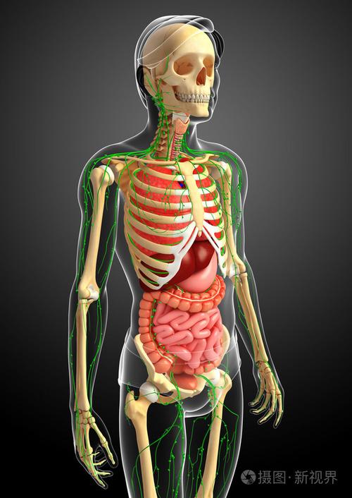 淋巴骨骼及消化系统的男性身体图稿