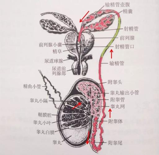 睾丸产生精子以后,通过睾丸内的小管将精子输送到附睾,然后经过输精管