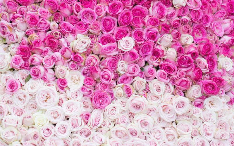 清新淡雅粉色花卉图片桌面壁纸