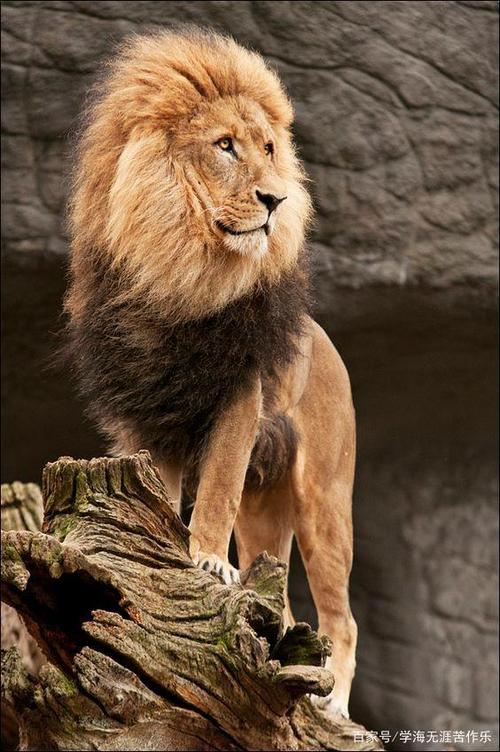 自然物语-雄狮