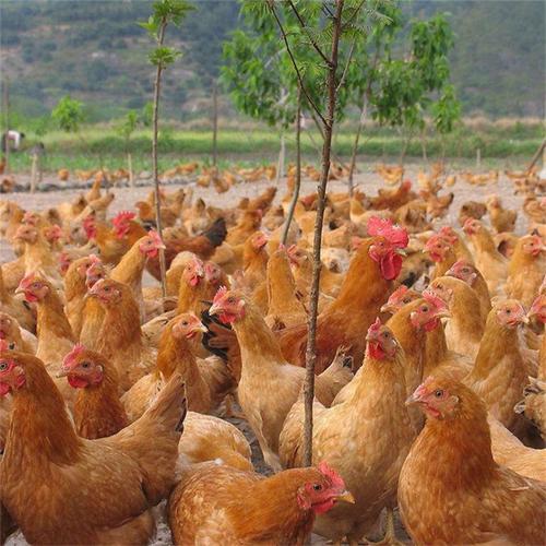 2019年九斤黄鸡价格出壳已做疫苗优质九斤黄鸡批发品种纯正