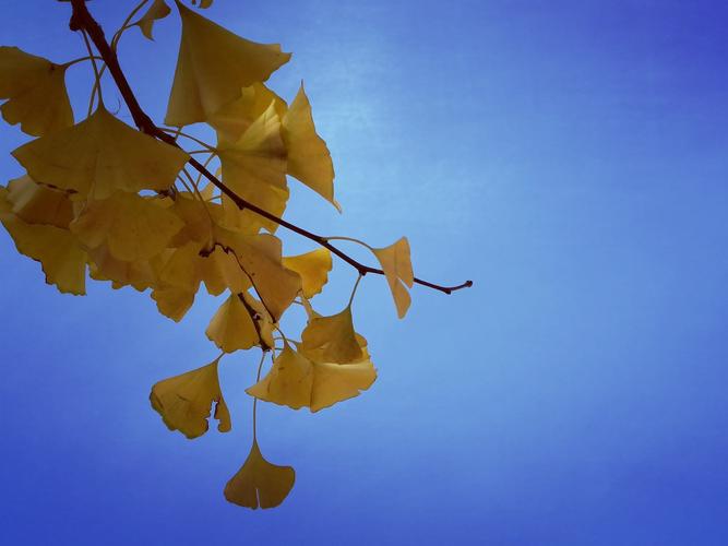 周末中午蓝天下的银杏树叶.