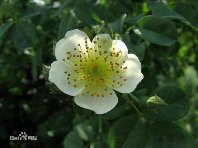 大叶川滇蔷薇花成多花伞房花序,稀单花顶生,直径3-4厘米;花梗长不到1