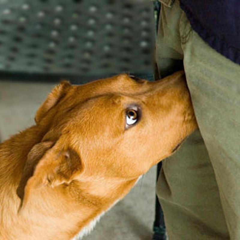 研究表明,狗的嗅觉非常灵敏,可以分辨出癌细胞产生的特殊气味,有