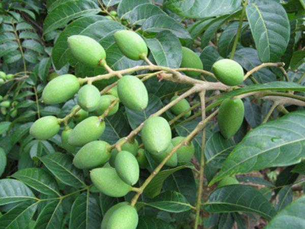橄榄果别名青果,因果实尚呈青绿色时即可供鲜食而得名.