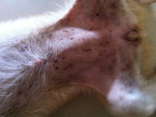 狗狗身上有很多疹子一样的东西