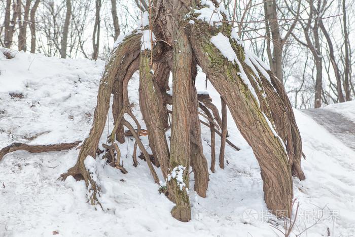 树根在雪中照片-正版商用图片1lv1l9-摄图新视界