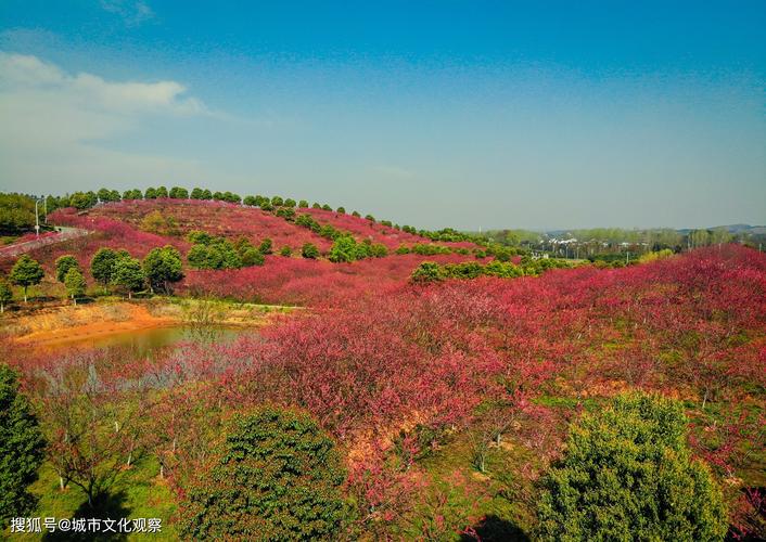 木兰花谷作为黄陂的一个新兴花卉 科普的旅游景区,一年里至少有10个月